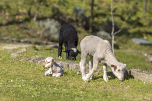 02-NATURENA-SR-LUIS-PEDRO-2 02-NATURENA-SR-LUIS-PEDRO-2