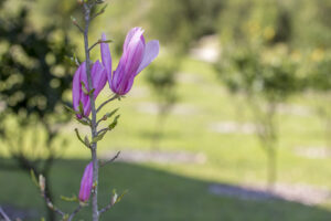 02-NATURENA-SR-LUIS-PEDRO-6 02-NATURENA-SR-LUIS-PEDRO-6