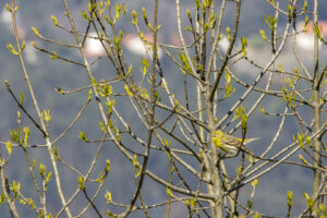 02-NATURENA-SR-LUIS-PEDRO-7 02-NATURENA-SR-LUIS-PEDRO-7