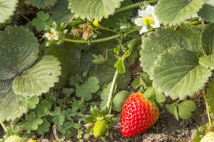 05-NATURENA-SR-LUIS-PEDRO-02 05-NATURENA-SR-LUIS-PEDRO-02