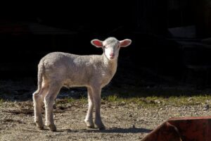 10-NATURENA-SR-LUIS-PEDRO-8 10-NATURENA-SR-LUIS-PEDRO-8