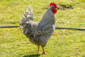 10-NATURENA-SR-LUIS-PEDRO-9 10-NATURENA-SR-LUIS-PEDRO-9